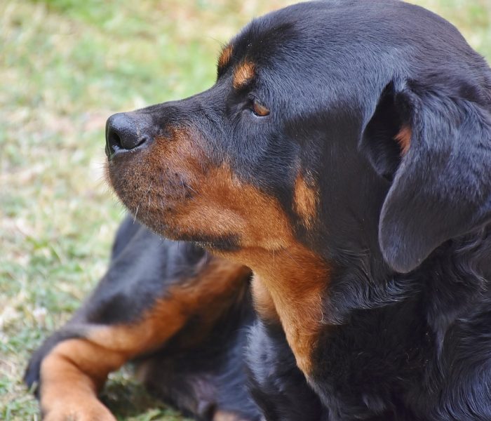 Rottweiler – pies obronny, czy niebezpieczeństwo?