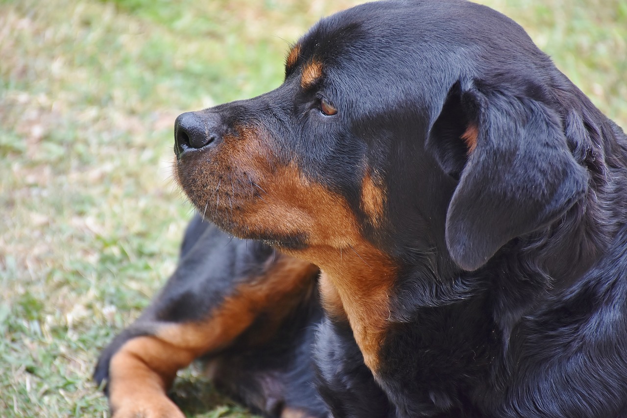 Rottweiler – pies obronny, czy niebezpieczeństwo?